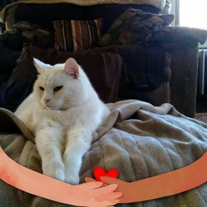 Meet your Posher, Julie darrin